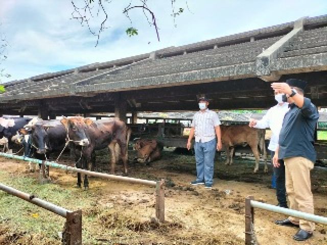 RPH Surabaya Tolak Sementara Masuknya Hewan Ternak Dari 4 Daerah 