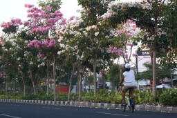Inovasi Pemkot Surabaya dalam Meningkatkan Kualitas Udara