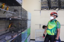 Sebelum Ngantor, Cak Ji Gowes Sambil Blusukan ke Pasar Burung Bratang