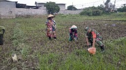 Kegiatan Pendampingan Babinsa Wringinanom, Bantu Petani Merawat Tanaman Padi
