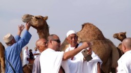 Jamaah Haji Diminta Hindari Unta