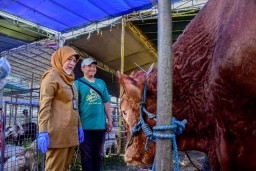 DKPP Surabaya: 103 Pedagang Ajukan Rekomendasi Lapak Hewan Kurban