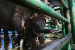 Wali Kota Eri Berikan Nama Rocky Balboa Pada Anak Gajah KBS, Berharap Kuat dan Sehat