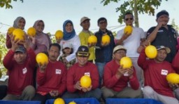 Pemkot Surabaya bersama Kelompok Tani Sendang Biru Made Panen Raya 2 Ton Golden Melon