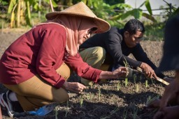 Pemkot Surabaya Gelar Penanaman Cabai dan Bawang Merah Serentak, Libatkan 60 Poktan Urban Farming