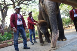 Jadi Kado Spesial di HUT ke-108, PDTS KBS Kenalkan Anak Gajah Sumatera “Rocky Balboa” ke Publik