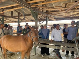 Pj Bupati Jeneponto Tinjau Pasar Ternak Tolo untuk Dorong Perekonomian Lokal