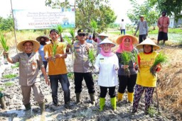 Jaga Ketahanan Pangan, Pemkot Surabaya dan Kementan RI Resmikan Irigasi Pompa dan Tanam Padi