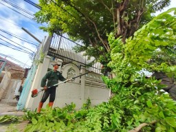 Minimalisir Pohon Tumbang, Pemkot Surabaya Setiap Hari Intensifkan Perantingan