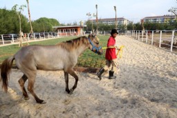 DKPP Surabaya Siapkan Event Spesial Libur Tahun Baru Imlek 2025 di Adventureland Romokalisari