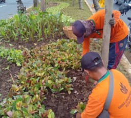 Mengandung Unsur Hara Alasan Penataan Taman di Jalur Hijau Surabaya Gunakan Sedimen Sungai