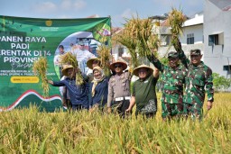 Pemkot Surabaya dan Kodim Ikut Panen Padi Serentak Nasional