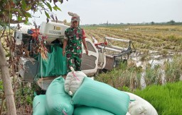 Babinsa Serma Siswadi Dampingi Petani Dalam Ketahanan Pangan di Desa Morowudi