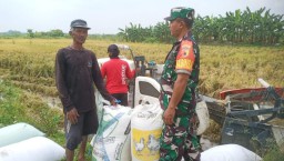 Babinsa Koramil 0817/10 Benjeng Dampingi Penyerapan Gabah Petani di Desa Bulurejo