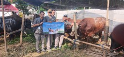 Perumda Air Minum Surya Sembada Salurkan 14 Sapi Kurban di Idul Adha 1446 H, Wujud Kepedulian dan Komitmen Layanan