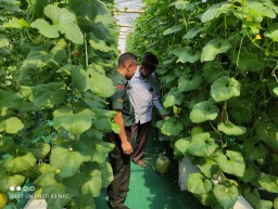 Babinsa Manyar Dukung Petani Melon Kembangkan Inovasi Vertical Garden di Desa Suci