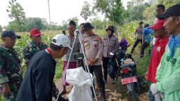 Babinsa Koramil 0829-17/Tanjungbumi Dampingi Petani Lakukan Pengobinan dan Penimbangan Jagung