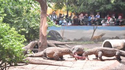 Kebun Binatang Surabaya Perkuat Fungsi Edukasi Lewat Program Keeper Talk Komodo