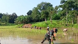 Babinsa Koramil 0829-15/Geger Dukung Ketahanan Pangan Dampingi Tanam Padi