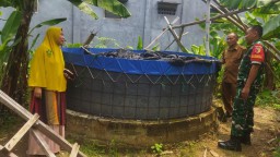 Pendampingan Lapangan Babinsa Manyar Dorong Kemajuan Peternak Budidaya Lele Binaan