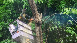 Waspada Angin Kencang, Pemkot Surabaya Gencarkan Perantingan hingga Peremajaan Pohon Tua
