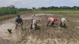 Kodim 0817/Gresik Optimalkan Lahan Tidur Jadi Produktif di Driyorejo