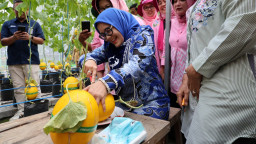 DKPP Surabaya Ajak Warga Budidaya Cabai dan Bawang
