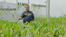 Dedik Setia Santoso, Wujudkan Mimpi Melalui Bisnis Anggrek