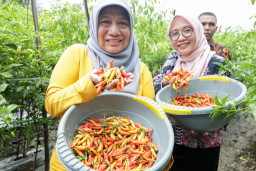 Pemkot Surabaya Gencarkan Panen Cabe Lokal Kendalikan Inflasi