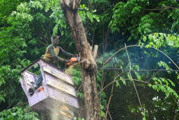 Pemkot Surabaya Siagakan Tujuh Rayon Taman Tangani Pohon Tumbang