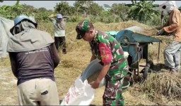 Babinsa Manyar Turun ke Sawah Pastikan Panen Padi Warga Pongangan Optimal