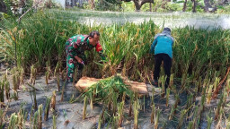 Sineegi Babinsa dan Petani, Panen Padi di Peganden Beejalan Lancar