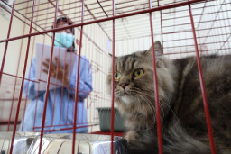 Pemkot Surabaya Buka Layanan Titip Hewan Peliharaan di Pamekasan