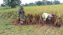 Babinsa Kedamean Dampingi Petani Binaan Tegakkan Padi Roboh 