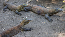 Koleksi Komodo Kebun Binatang Surabaya Tembus Lebih dari 50 Ekor
