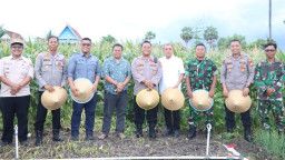 Bupari Paris Yasir Hadiri Panen Raya Jagung Serentak Nasional