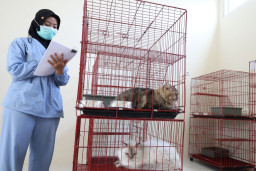 Sterilisasi Gratis dari DKPP Surabaya untuk 100 Kucing Lokal
