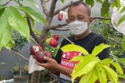Wakil Wali Kota Armuji Ajak Warga Optimalkan Lahan di Pekarangan Rumah