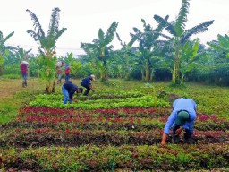 Walikota Eri Targetkan Hasil Urban Farming Warga Bisa Penuhi 60 Persen