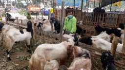 Cek Status Kesehatan Hewan Kurban Lewat SKKH dan Ear Tag Barcode