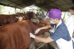 DKPP Surabaya Mulai Suntikan Vaksin LSD ke Hewan Ternak