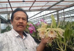 CATTLEYA SI CANTIK SANG PRIMADONA