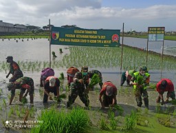 Progam Ketahanan Pangan Tahun 2021 Pada Masa Pandemi Kodim Tipe A 0831/ST