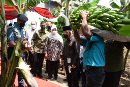 Gubernur Jatim Dampingi Wapres RI Ma'ruf Amin Panen Perdana Cavendish