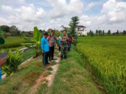 Danramil Dampingi PT Petrosida Gresik Lakukan Penyemprotan Insektisida