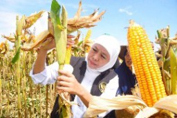 Jagung Varietas Reog 234 Bisa Hasilkan 12,4 Ton Pee Hektar