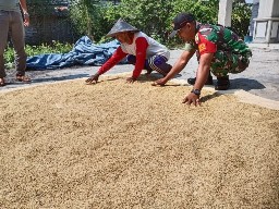 Babinsa Selaku. Aktif dampingi dan beri saran Petani