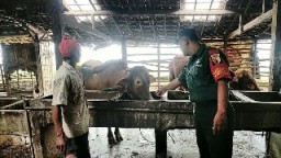 Baninsa Inginkan Peternak Sapi Binaan Penuhi Kebutuhan untuk Qurban