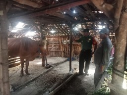 Babinsa Bungah Monitoring Perkembangan Ternak Sapi Warga Binaan