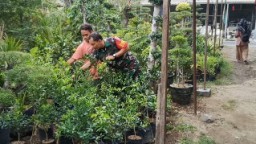 Babinsa Manyar Jalin Komsos Dengan Pemilik Stabd Tanaman Hias